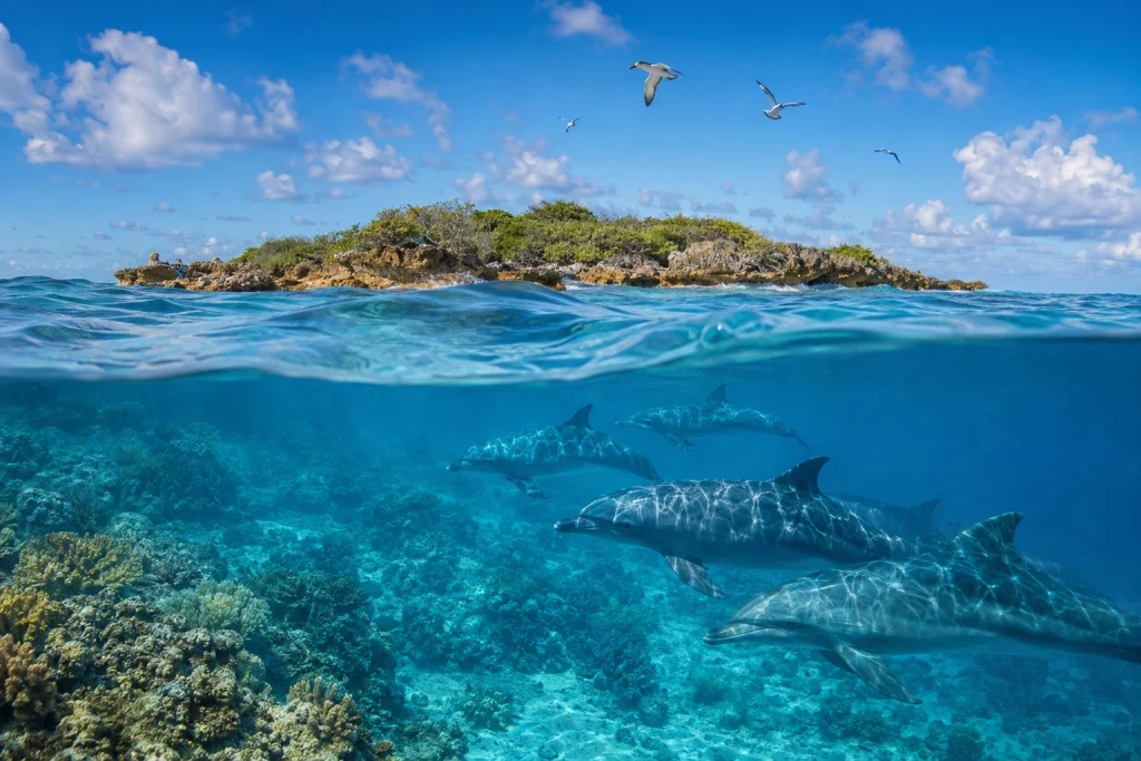 Kisite-Mpunguti Marine National Park habitat and landscape artwork